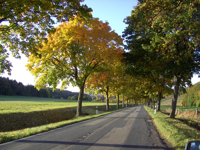 Die herbstliche Landstraße 500 (L500) zwischen Othfresen und Lutter am Barenberge (Foto: IZ 13.10.2009)